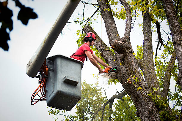 Best Root Management and Removal  in Alsip, IL